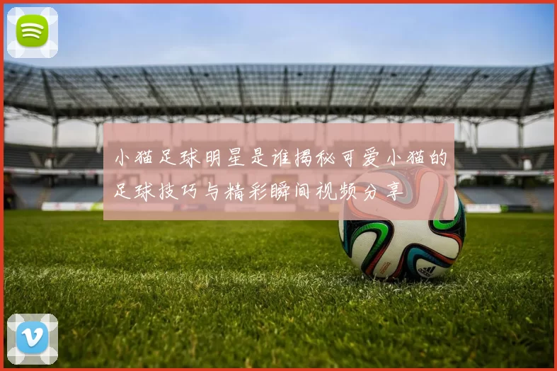 小猫足球明星是谁揭秘可爱小猫的足球技巧与精彩瞬间视频分享